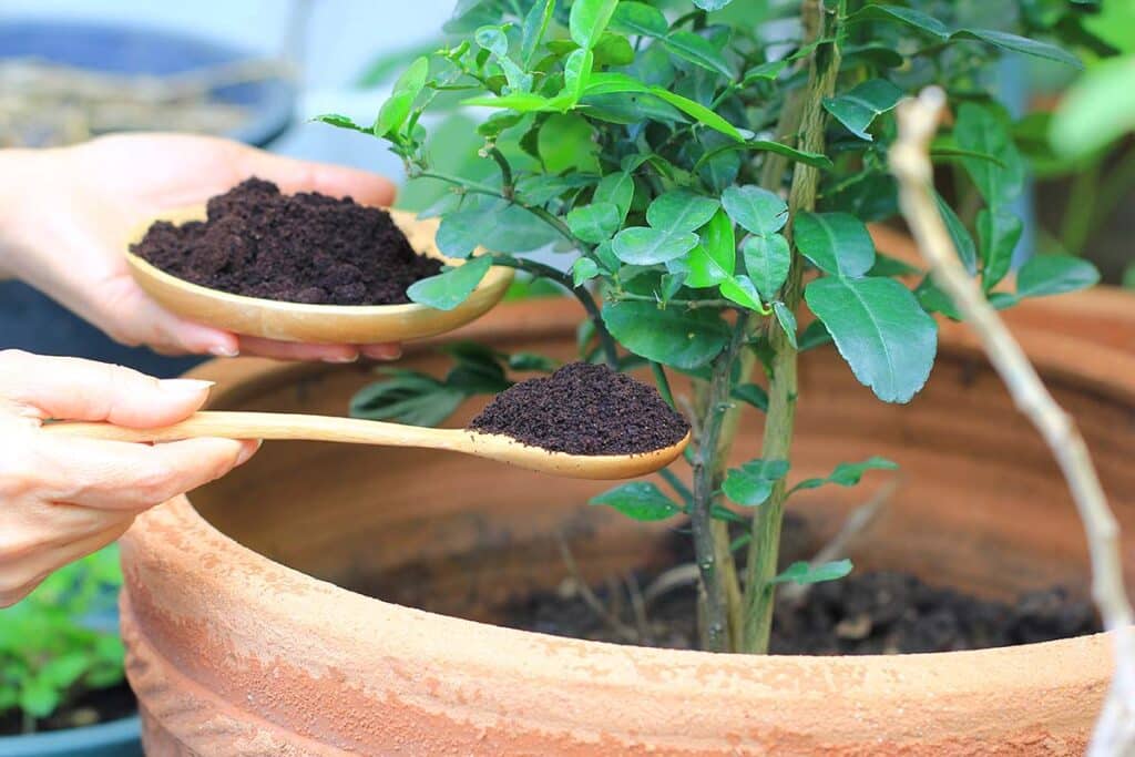 How To Use Coffee Grounds in your garden 1 How To Use Coffee Grounds in your garden
