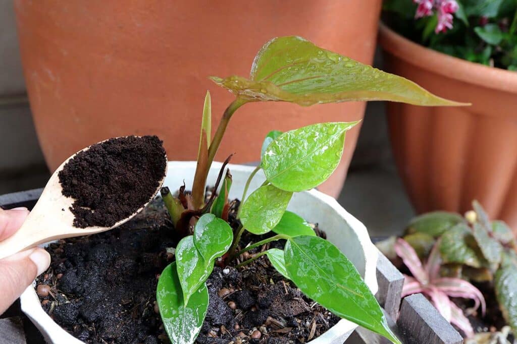 How To Use Coffee Grounds in your garden 2 How To Use Coffee Grounds in your garden