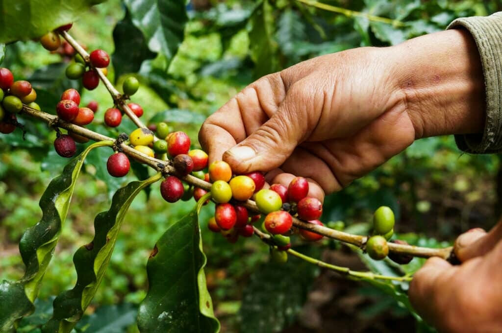 What Exactly Is Fair Trade, And Why Should We Care?
